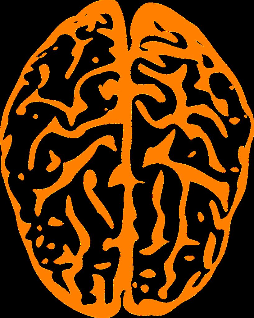 brain, intelligence, human